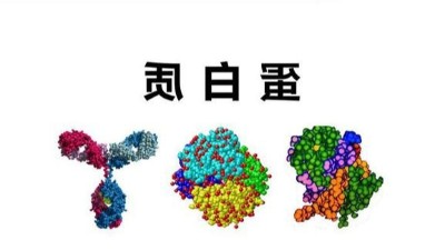 卵白质与生物酶的干系