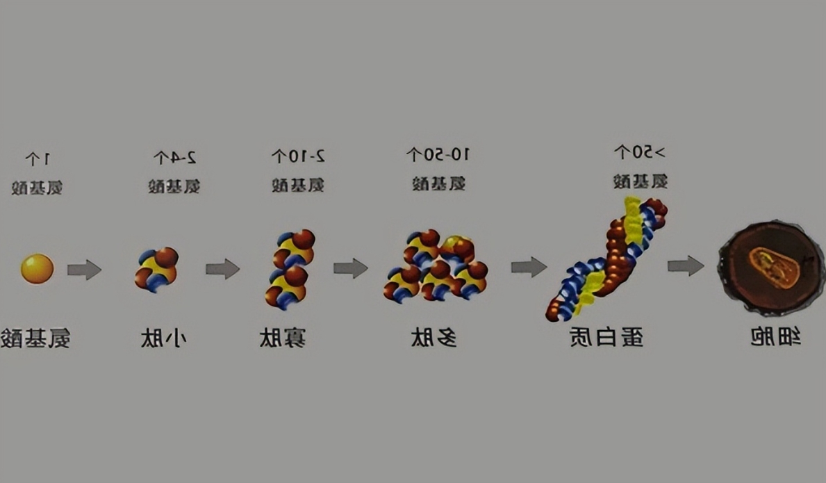 酶解在蛋白多肽生产中有什么特别之处