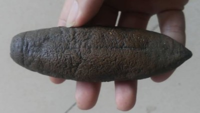 海参外皮怎样处置清洁，操纵木瓜卵白酶仍是复合酶呢