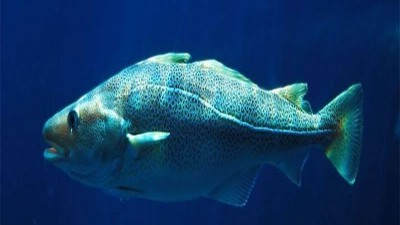 生物酶法提取鱼皮胶原卵白肽·玻尿酸的继任者