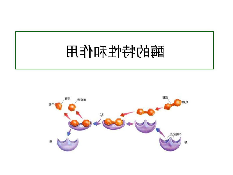 酶制剂特征