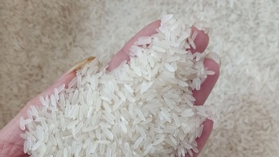 酶法制备大米蛋白肽及其应用