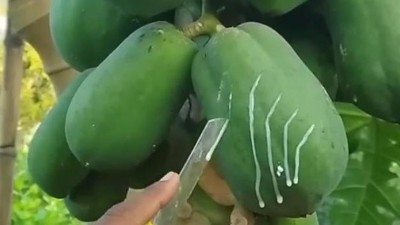 详解食物酶制剂履行的国度规范