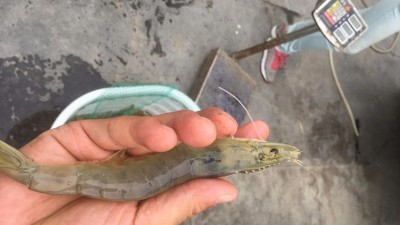 木瓜卵白酶在水产诱食虾膏出产中的操纵