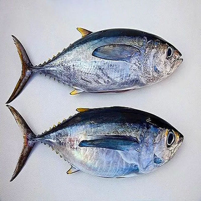 金枪鱼