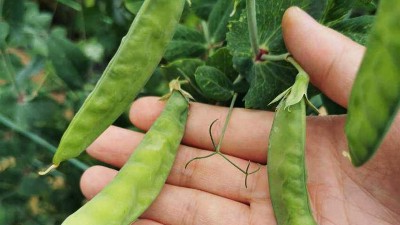 碱性卵白酶在豌豆酶解卵白饮料出产中的操纵