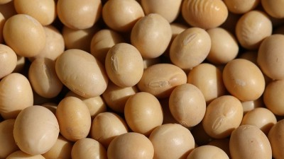 酶法助力晋升大豆分手卵白酶解改良功效性