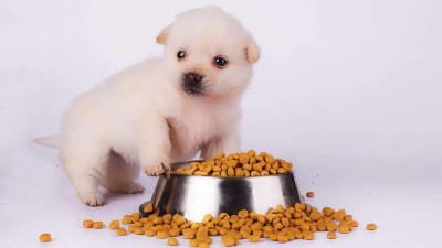 鱼肉酶解手艺在宠物诱食剂中的感化