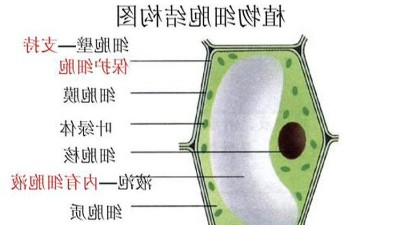 果胶酶纤维素酶助力动物提取自然成份
