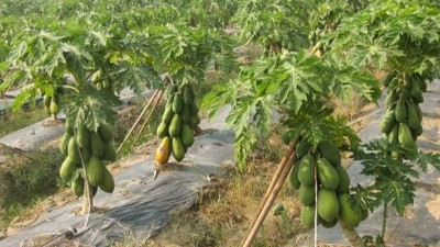 国际着名的酶制剂公司都有哪些？