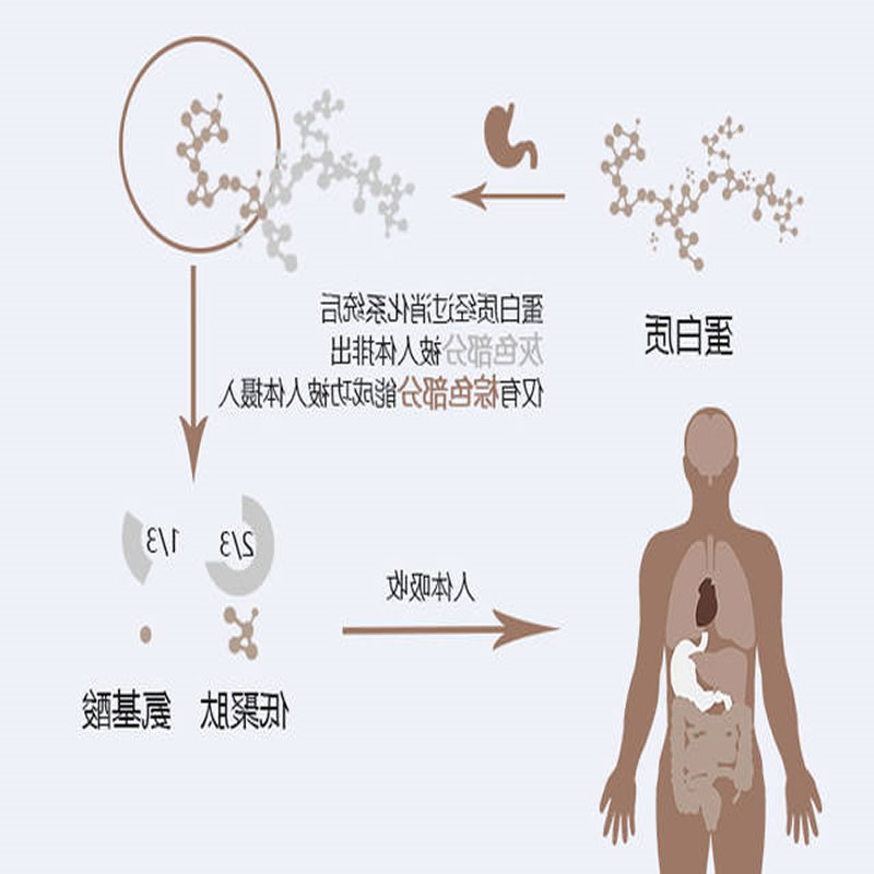 酶制剂在人体的反映历程