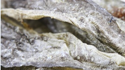 出产900道尔顿胶原卵白肽，复合卵白酶的上风有哪些？
