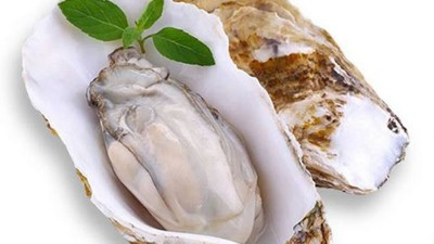 出产牡蛎低聚肽与多肽会用到哪些酶制剂