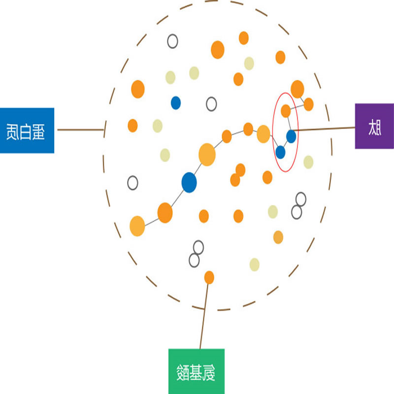 生物活性肽