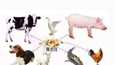 减抗、替抗、禁抗时期的饲料增添剂