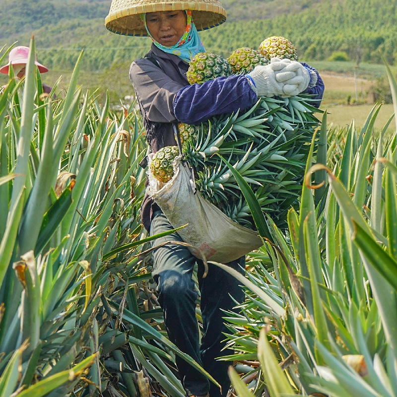 bromelain3